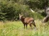 Torres del Paine wild life. Huemul.